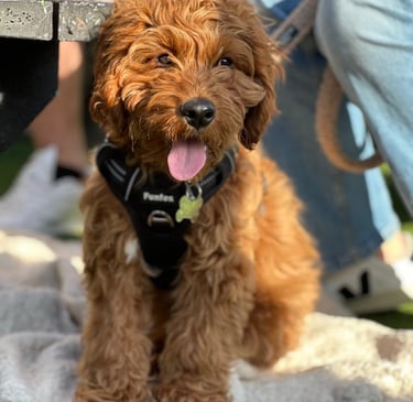 Young Cockerpoo puppy sitting in the sunshine at dog training