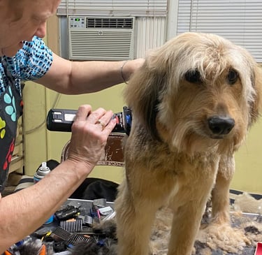 Veteran dog groomer Brenda Nelson  grooming a doodle