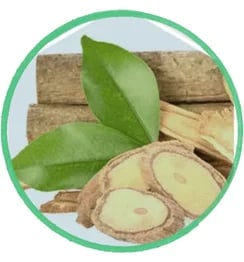 Tongkat Ali extract for optimizing prostate blood circulation and male sexual performance.