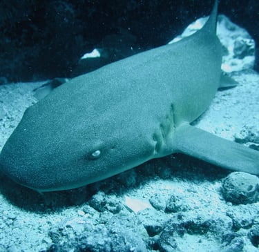 requin
