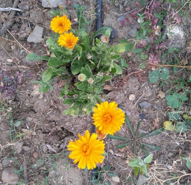Calendula Officinalis
