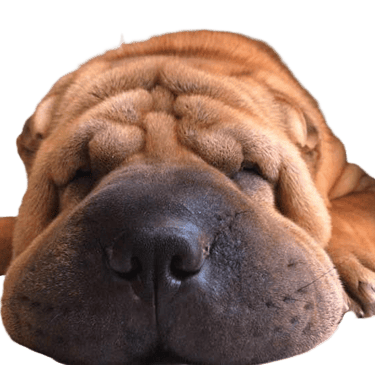 sharpei napoli
