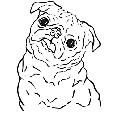 A Curious Black Pug