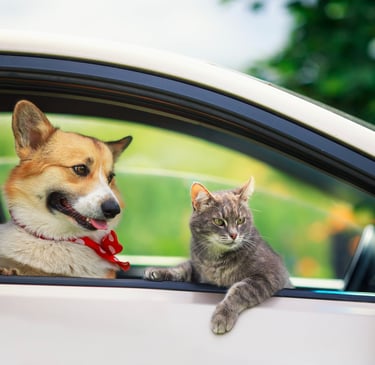 voyage chien et chat