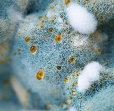 Macro view of blue and white fuzzy mold spores with golden liquid droplets on a decaying surface.