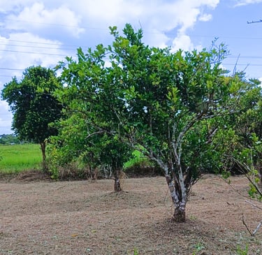 Part of the Orchard