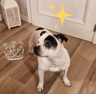 Femmina di Staffordshire Bull Terrier anziana bianca che ha partecipato al Cruft
