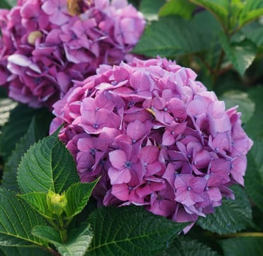 Purple Bigleaf Hydrangeas