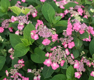 Mountain Hydrangeas
