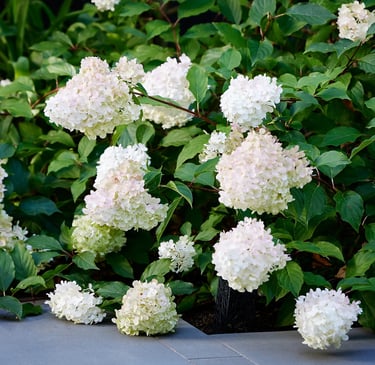 white Panicle Hydrangeas