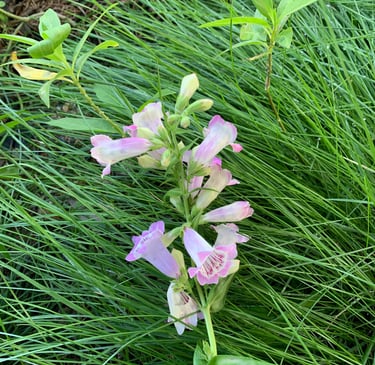 flowers in Fallbrook