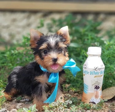 Affordable Yorkie puppies for sale