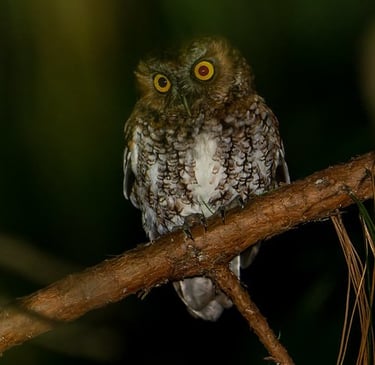 Bearded Screech-Owl on branch – nocturnal bird species seen during Chiapas night birding trip
