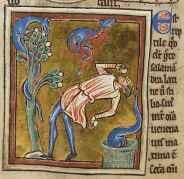 Salamandra en pozo de agua en manuscrito de la British Library Royal MS 12 C XIX