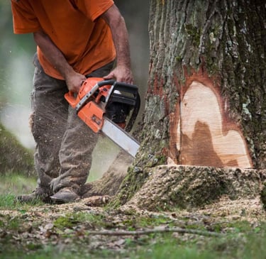 alt="Abattage d’arbres en toute sécurité en Haute-Savoie Annecy"
