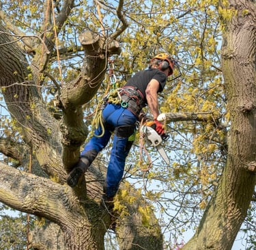 alt="Taille et élagage d’arbres en Haute-Savoie"