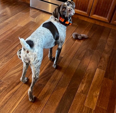 german shorthaired pointer