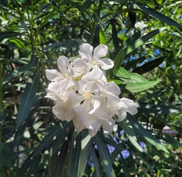 white Oleande blooms