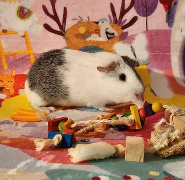 Guinea Pig Sitting with Ensure Pet Care near Rockville and surrounding areas