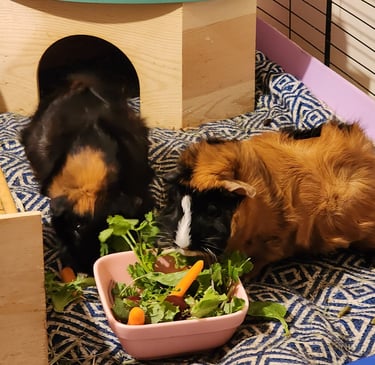 Ensure Pet Care, Weekend pet sitting for Guinea Pigs near Montgomery Village