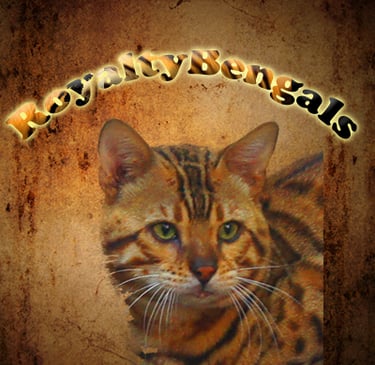 A spotted Bengal cat portrait with RoyaltyBengals text on a rustic parchment background.