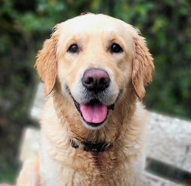Un chien golden retriever assis sur un banc avec un air amical