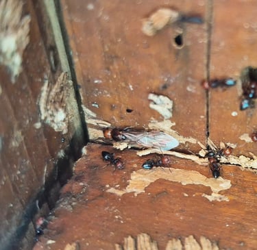 fourmis charpentières maison professionnel