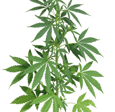 Cannabis plant malta