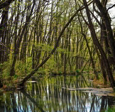 Imagen ilustrativa manglar