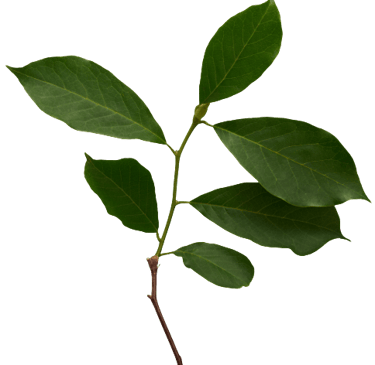 feuilles caroline zdun