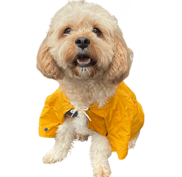 Archie the cavoodle wearing a yellow raincoat