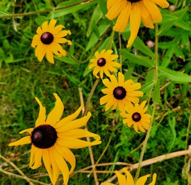 a bunch of yellow flowers that are in the grass