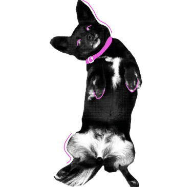 Perro Saltarin