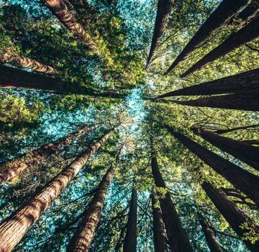 a forest scene of a forest with a view of the sky and trees