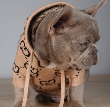 A tan French Bulldog puppy wearing a luxury designer monogrammed pet hoodie and looking down.