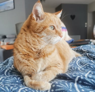 Manipulations ostéopathiques sur les chats