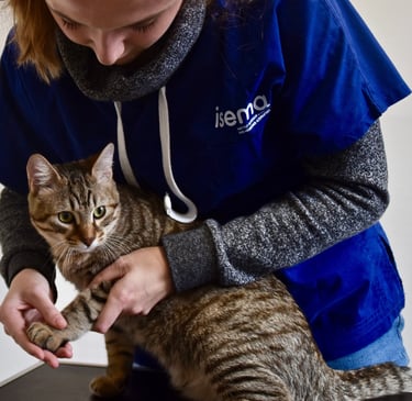 Ostéopathie animale sur un chat, bien-être animale, séance d'ostéopathie, manipulations ostéo