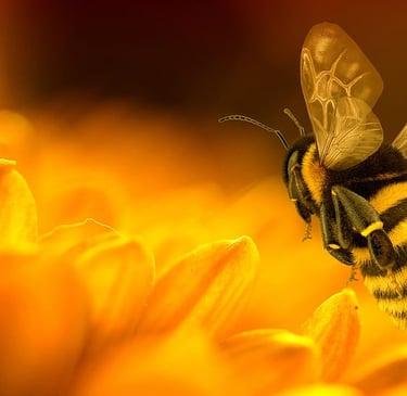 a bee with a bee on a sunflower