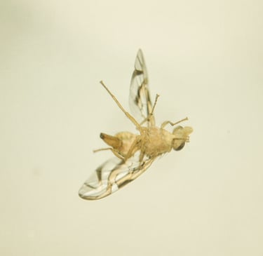 fotografia de mosca. especie anastrepha obliqua