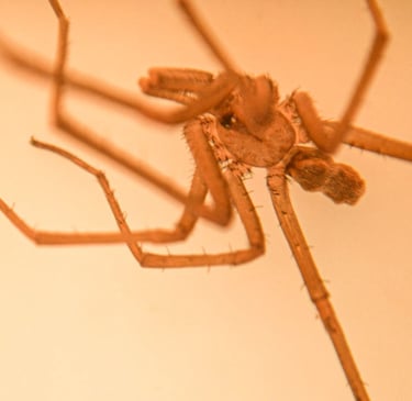 fotografia macro del cuerpo de una araña. especie kukulkania hibernalis