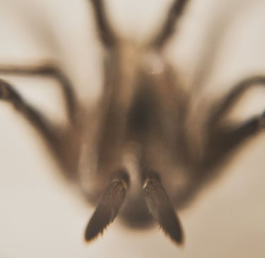 fotografia macro de una araña