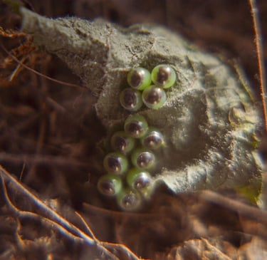 fotografia de una hoja con huevos de insecto