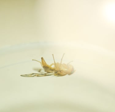 fotografia de mosca. especie anastrepha obliqua