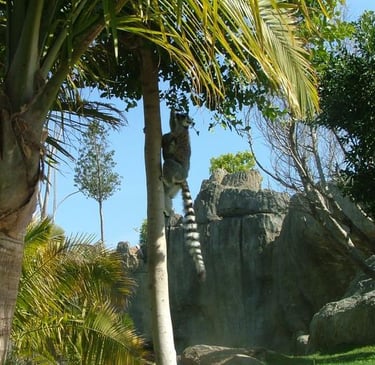 Lemur trepando un árbol en Bioparc