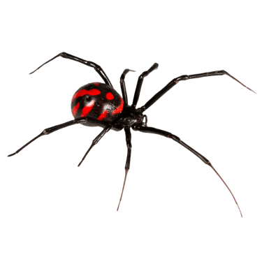 spider control
