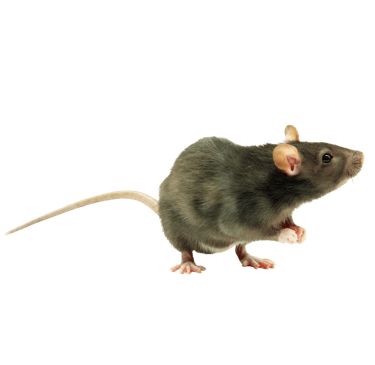 rodent control