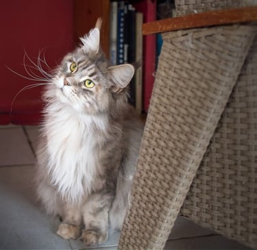 A majestic long-haired Maine Coon cat with long whiskers looking up in a home setting.