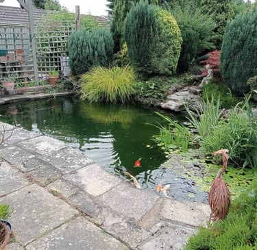 wildlife pond makeover
