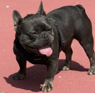 A small black French Bulldog wearing a harness stands on a red surface with its tongue out.