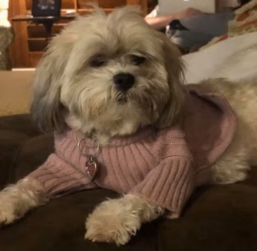 Mal-Shi dog in pink sweater sitting on couch in Texas.